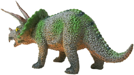 Triceratops picture 8