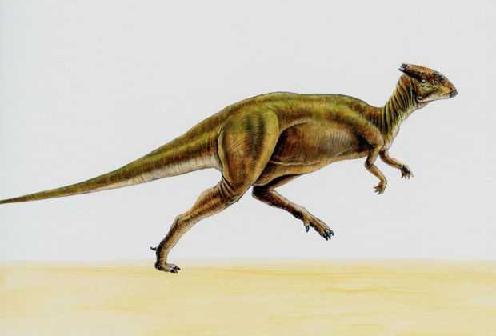 Saurolophus picture 2