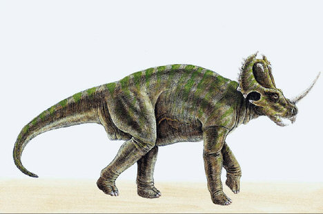 dinosaur picture centrosaurus