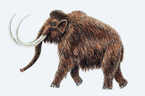 Mammuthus primigenius (Woolly Mammoth)