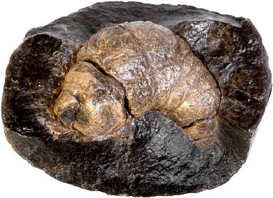 Coprolite (fossilized dung)