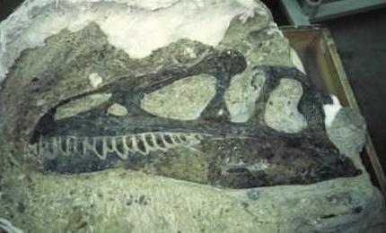 Allosaurus Skull Fossil