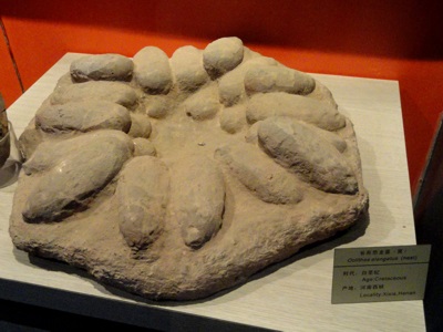 Fossilized dinosaur eggs in the Kunming Natural History Museum of Zoology