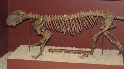 Fossil Sphenacodon
